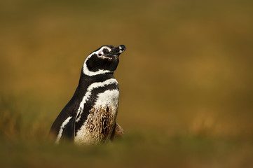 Magellanic penguin standing in grass on a sunny afternoon
