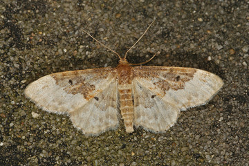 Idaea rusticata (DENIS & SCHIFFERMÜLLER, 1775) Südlicher Zwergspanner 10.07.2010 DE, Leverkusen, OpladenSONY DSC