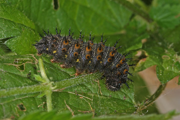 Vanessa atalanta (LINNAEUS, 1758) Admiral , Raupe 30.07.2010 DE, Leverkusen, OpladenSONY DSC