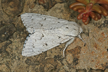 Acronicta leporina (LINNAEUS, 1758) 05.07.2010 DE, Leverkusen-OpladenSONY DSC