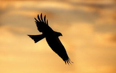 Fototapeta na wymiar Silhouette of a red kite in flight