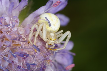 Misumena vatia Veränderliche Krabbenspinne 07.07.2010 DE, Eifel, Lampertstal