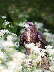 Common Buzzard in the meadow with white flowers