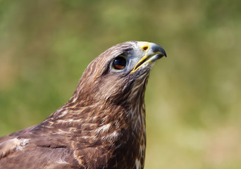 Common Buzzard against green background