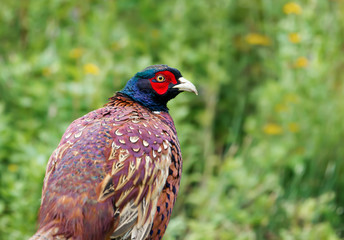 Close up of a male Common Pheasant in the meadow