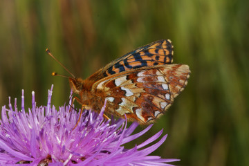 Boloria aquilonaris (STICHEL, 1908) Hochmoor-Perlmuttfalter 07.07.2010 DE, Eifel, DahlemSONY DSC