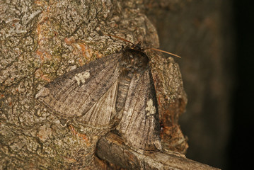 Tethea or (DENIS & SCHIFFERMÜLLER, 1775) Pappel-Eulenspinner 09.07.2010 DE, Haan-GruitenSONY DSC