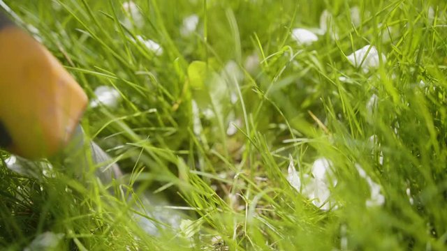 Gloved woman hand removes weed from the grass using tool