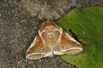 Habrosyne pyritoides (HUFNAGEL, 1766) Achat-Eulenspinner 09.07.2010 DE, Haan-GruitenSONY DSC