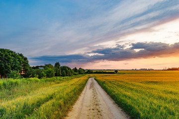 Fototapeta na wymiar Field with rye and road.