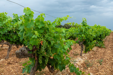Fototapeta na wymiar green grapes in the vineyard