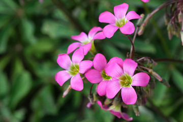 Obraz na płótnie Canvas Beautiful summer pink flowers