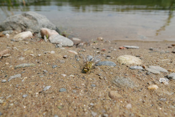 dragon fly on river edge