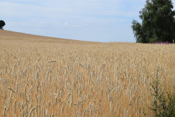 reife Getreidefelder