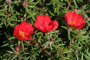 Fototapeta na wymiar Beautiful summer red flowers