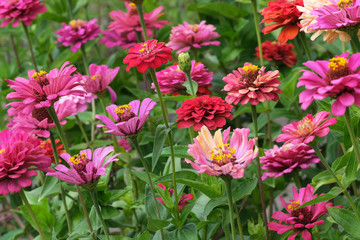 Beautiful summer Zinnia flowers