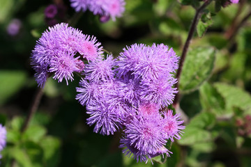 Beautiful summer blue flowers