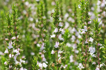 Savory garden spicy grass blooms