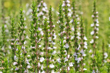 Savory garden spicy grass blooms
