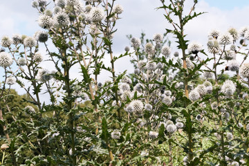 Natural green background