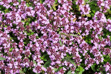 Natural green background with pink flowers