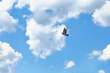 Dove and white clouds against the blue sky