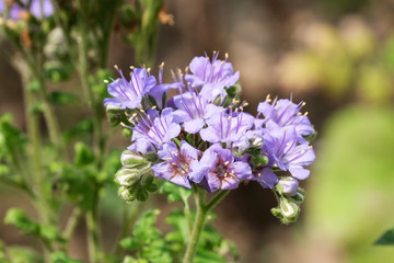 Beautiful summer blue flowers