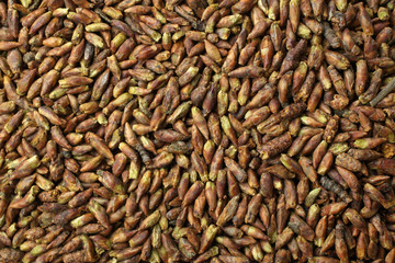 Dried birch buds, for backgrounds or textures