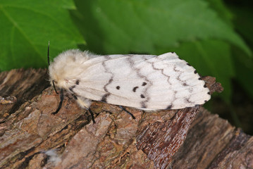 Lymantria dispar (LINNAEUS, 1758) Schwammspinner , Weibchen 01.08.2010 DE, Opladen, LeverkusenSONY DSC