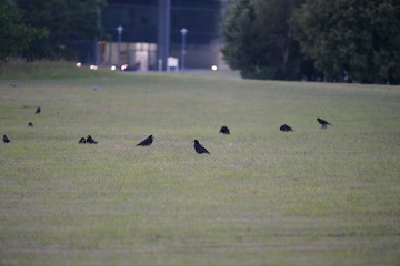 real wild birds in real business