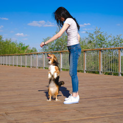 Brunette woman trains a dog to stand on hind paws, motivating food. Funny spaniel mutt in summer day