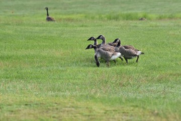Bernache du canada (oies sauvages ou outardes)