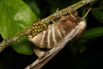 Nachtpfauenauge Saturnia pavonia (LINNAEUS, 1758) e.o. Opladen 2009:04:26 21:16:10