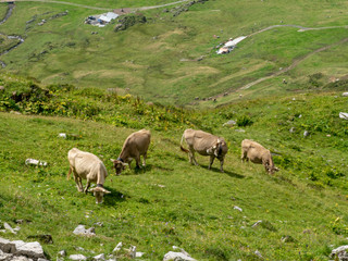 Obraz premium View of the cows grazing in an idyllic mountain landscape, Switzerland 