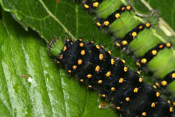 Nachtpfauenauge, Raupe Farbvarianten Saturnia pavonia (LINNAEUS, 1758) e.o. Opladen 2009:06:15 17:24:32