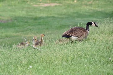 Bernache du canada (oies sauvages ou outardes)