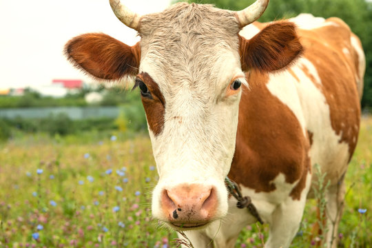 A piebald cow with red spots and a red spot near the eye grazes in the meadow. Selective focus. Copy space.