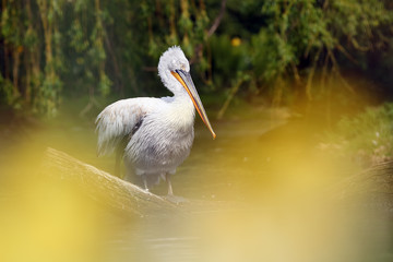 The Dalmatian pelican (Pelecanus crispus) standing on the branch. Big pelican on the branch with green background.