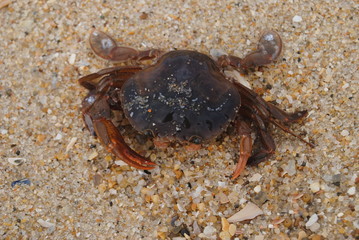 Caranguejo na areia da praia 