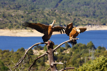 The griffon vulture (Gyps fulvus) sitting on the branch with colorful background. Vulture with lake...