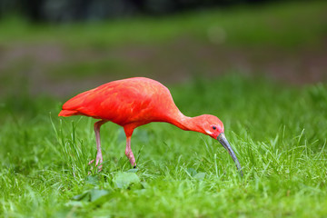 The scarlet ibis (Eudocimus ruber) looking for food in green grass. Red ibis in green background.