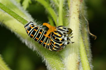 Schwalbenschwanz, Raupe in Abwehrhaltung Papilio machaon LINNAEUS, 1758 Vohwinkel (Wuppertal) 20.06.2009 13:06