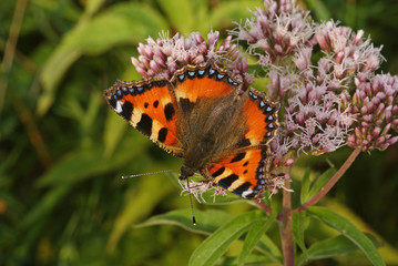 Fototapeta na wymiar Aglais urticae (LINNAEUS, 1758) Kleiner Fuchs 13.08.2010 DE, Groß Schwansee (Ostsee)SONY DSC