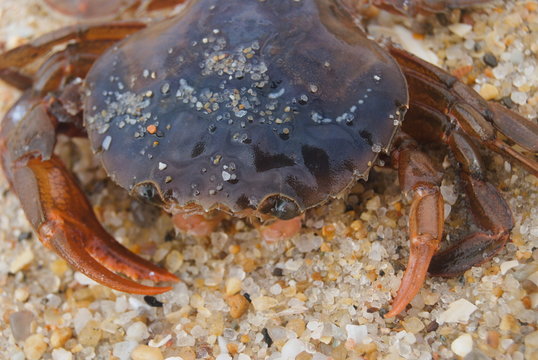 Macro fotografia de um caranguejo parado na areia da praia