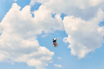 Dove and white clouds against the blue sky