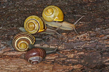 Hain-Bänderschnecke Cepaea nemoralis 02.10.2010 DE, Leverkusen , OpladenSONY DSC