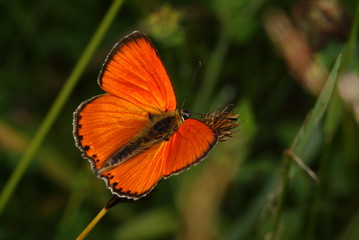 Dukatenfalter, Männchen Lycaena virgaureae (Linnaeus, 1758) Trupbacher Heide (bei Siegen) 2009:07:05 10:35:29