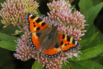 Aglais urticae (LINNAEUS, 1758) Kleiner Fuchs 13.08.2010 DE, Groß Schwansee (Ostsee)SONY DSC