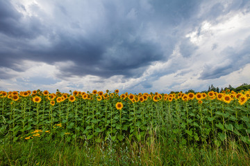 Fototapeta na wymiar in front of Sunflowers Sonnenblumen in Reihe von vorn bei Gewitter