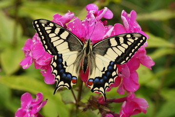 Schwalbenschwanz Papilio machaon LINNAEUS, 1758 e.l. Vohwinkel (Wuppertal) 2009:07:12 16:54:41